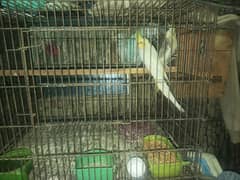 cocktail parrot pair urgent for sale