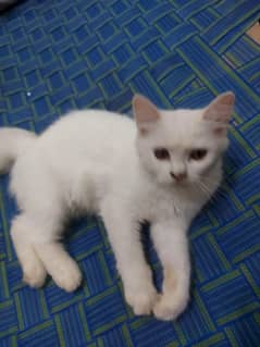 want urgently sale