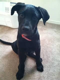 female puppy for adoption