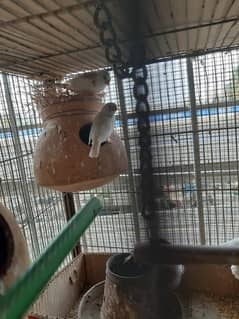 Zebra finches for sale