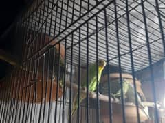 parrot