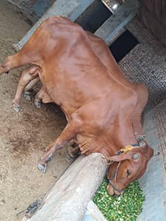 cow, bull, meat, qurbani, dairy, animal, livestock, for you, Sahiwal