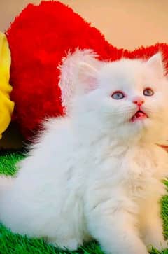 Persian