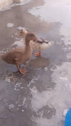  duck pair for sale