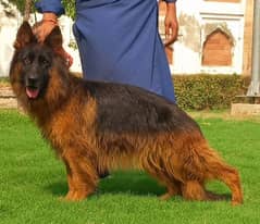 German shepherd confirm breedar female long coat 16 months available