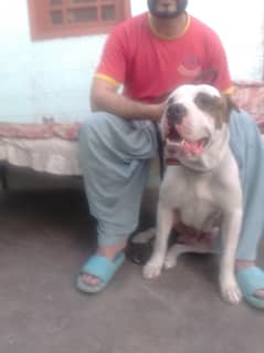 American bull dog