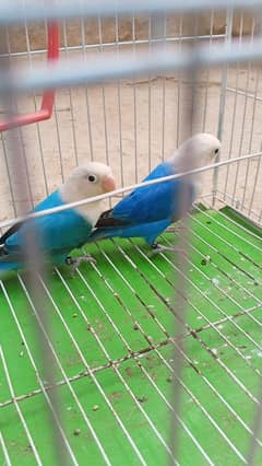 Pale Fellow and opline breeder pair