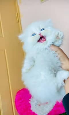 Persian kitten | triple long coated Kittens |  03407399480 WhatsApp