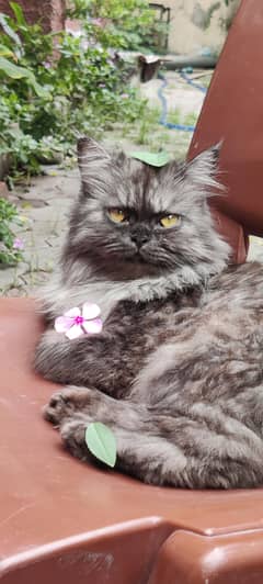 Persian
