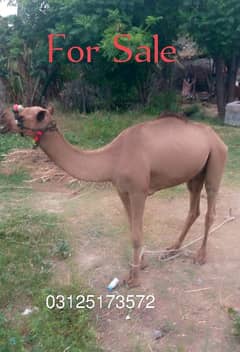 Camel