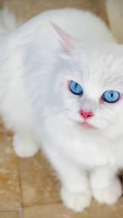 Persian