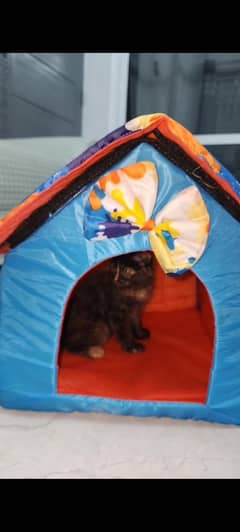 Persian cat 2 month brown / black colour