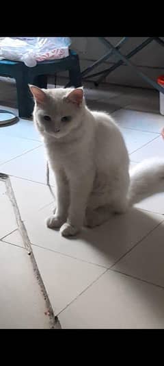 Persian double coated amazing Male Cat.