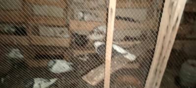 25 pigeons pair for sale