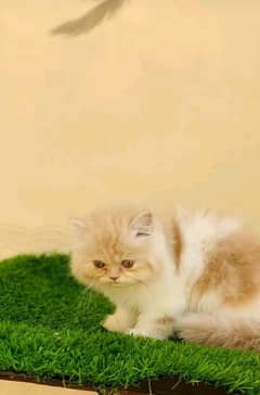 Persian kitten | triple long coated Kittens |  03407399480 WhatsApp