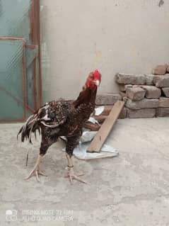Aseel