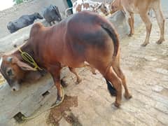 قربانی