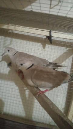 khumaray