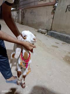 Gulabi