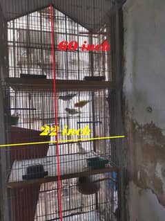 Cage & Love Birds