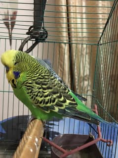 quality exhibition breeder male 03204556062
