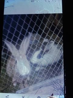 Rabbit breeder pair for sale