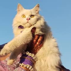 Persian white female cat semi punch