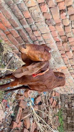pure bittal nassel k bakri hain urgent sale.