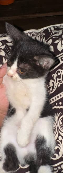 double coat persian kitten
