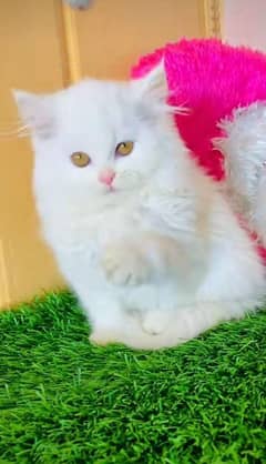 Persian kitten | triple long coated Kittens |  03407399480 WhatsApp
