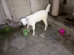 bakri