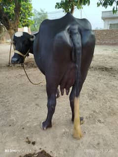 nili ravi