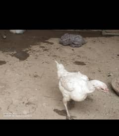white Aseel female/ andon wali murgi / heera aseel