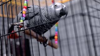 grey parrot