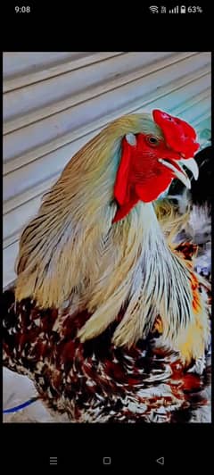 goldenbuff