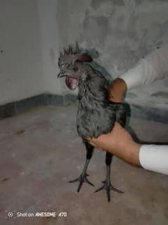 Ayam