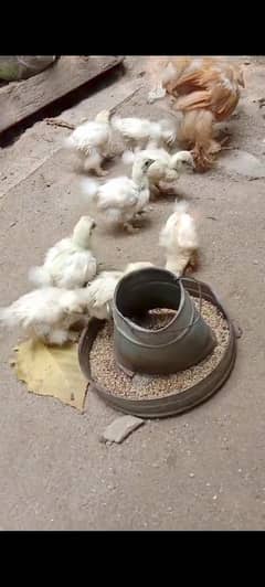 white silki chiks age 1 month