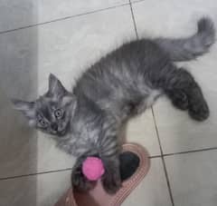 kitten