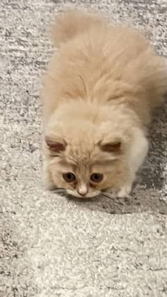 Cat for sale