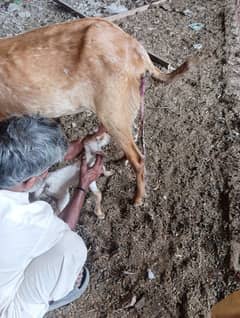 مکھی چینی goat with male kid