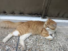 Brown Cat