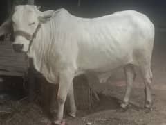 shiwal cow good breed