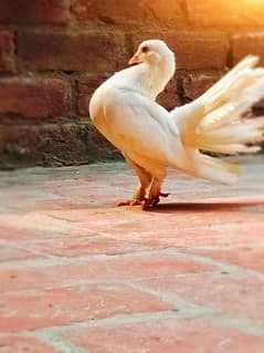 lucky peigon breeder