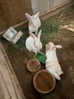 new zealand white breeder trio available