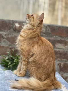 Male Cat