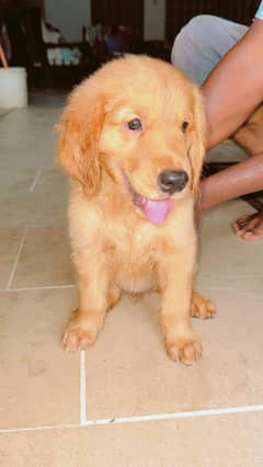 golden