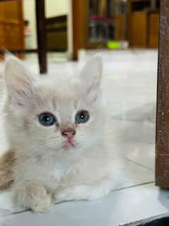 pure