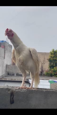 Heera