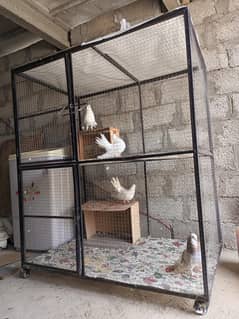 Iron Cage size 4x4.9 with 2 pigeon lucky pairs