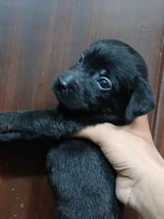 Labrador